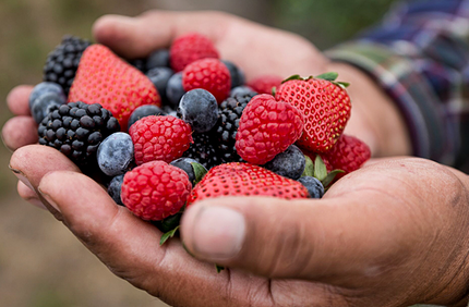 Berries Mexicanos — Fresa, Frambuesa, Zarzamora y Arándano