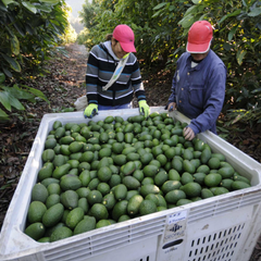 Aguacate Mexicano para Exportación