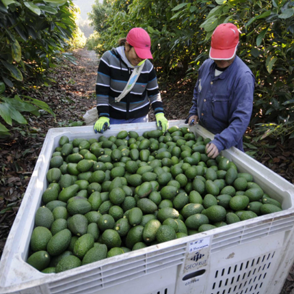 Aguacate Mexicano para Exportación