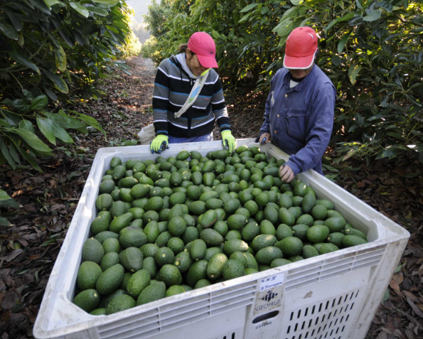 Aguacate Mexicano para Exportación