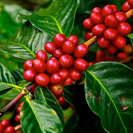 Café Robusta Mexicano