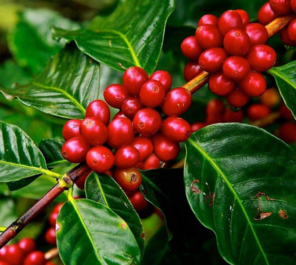 Café Robusta Mexicano